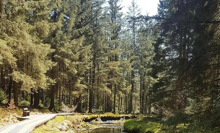Forest